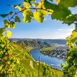 Sonnenbeschienene Weinreben rahmen den Blick auf terrassierte Weinberge, die zur Mosel und zur Stadt Piesport unter blauem Himmel abfallen.