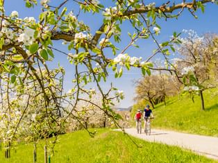 Two cyclists riding on a path through green meadows with blooming fruit trees. White blossoms frame the scene under a clear blue spring sky.