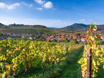 Weinreben mit Herbstlaub mit Blick auf das Dorf Birkweiler und die umliegenden Hügel unter blauem Himmel in der Pfalz.
