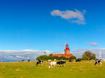 Rot-weißer Leuchtturm in Bastorf auf grüner Wiese mit schwarz-weißen Kühen unter blauem Himmel mit vereinzelten Wolken.