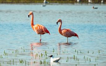 Zwei rosa Flamingos stehen im flachen Wasser des Zwillbrocker Venns mit anderen Wasservögeln im Hintergrund.