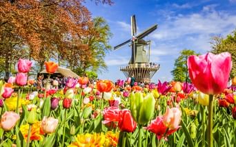 Leuchtende Tulpen in Rot, Pink, Gelb und Orange blühen im Vordergrund mit traditioneller holländischer Windmühle und Besuchern unter blauem Himmel im Keukenhof.