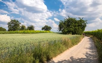 Radfahrer auf Schotterweg zwischen grünem Getreidefeld und Weinberg unter blauem Himmel mit weißen Wolken bei Schwäbisch Hall am Neckar.