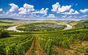 Weinbergreihen im Vordergrund mit Trittenheim an einer Hufeisenschleife der Mosel, umgeben von grünen Hügeln unter blauem Himmel.
