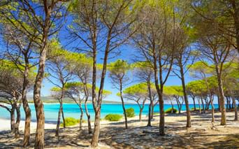 Pinien mit grünen Kronen säumen einen Sandstrand neben türkisfarbenem Mittelmeer unter strahlend blauem Himmel in Frankreich.