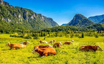 Braune und weiße Kühe ruhen auf einer grünen Wiese bei Inzell, mit bewaldeten Bergen und blauem Himmel im Hintergrund.