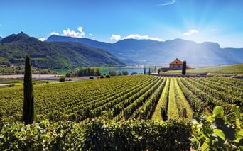 Reihen grüner Weinreben im Vordergrund mit Kalterer See und Bergen im Hintergrund. Eine Kirche und eine Zypresse sind zwischen den Weinbergen sichtbar.