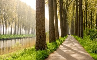 Asphaltierter Radweg in Flandern, gesäumt von hohen Bäumen auf beiden Seiten, mit einem Kanal links und grünen Grasflächen im Morgennebel.