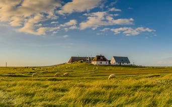 Schafe grasen auf grünem Marschland auf der Hamburger Hallig mit traditionellen Häusern auf einem kleinen Hügel unter blauem Himmel mit weißen Wolken.