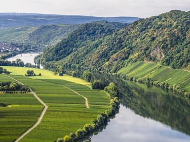 Luftaufnahme der Mosel bei Neumagen-Dhron mit grünem Tal, Weinbergen, Feldern und bewaldeten Hügeln.