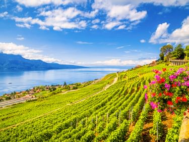 Terrassierte Weinberge in La Tour-de-Peilz mit rosa Blumen und Blick auf den Genfersee. Berge sind über dem blauen See unter bewölktem Himmel sichtbar.