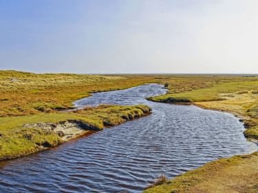 Gewundener Priel fließt durch grüne und goldene Salzwiesen auf Norderney unter klarem blauen Himmel.