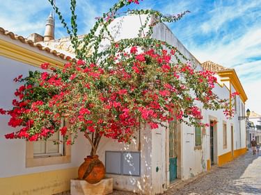 Leuchtend roter Bougainvillea-Baum in Terrakotta-Topf auf Kopfsteinpflasterstraße mit weiß-gelben Häusern unter blauem Himmel.
