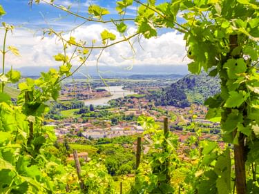 Panoramablick auf Tournon und die Rhône, eingerahmt von grünen Weinblättern. Stadt und Tal sind unter blauem Himmel mit Wolken sichtbar.