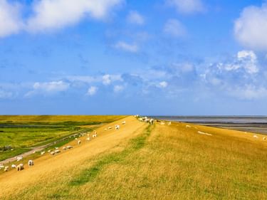 Weite Ansicht eines grasbewachsenen Deiches mit grasenden Schafen auf beiden Seiten. Grünes Marschland links, Wattenmeer rechts unter blauem Himmel.