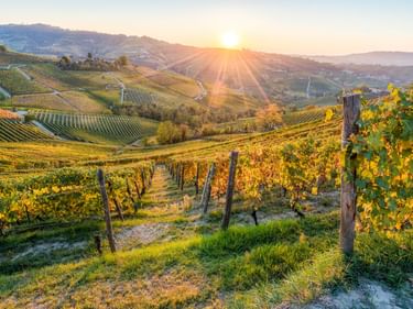 Hügelige Landschaft mit Weinbergen bei Alba bei Sonnenuntergang. Reihen von Rebstöcken mit Herbstlaub im Vordergrund, terrassierte Weinberge auf fernen Hügeln.