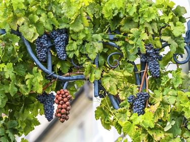 Üppige grüne Weinreben mit Trauben aus dunkelvioletten und rötlichen Weintrauben an dekorativem schwarzen Eisenornament an weißer Wand.