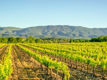 Reihen grüner Rebstöcke in einem Weinberg im Luberon, Frankreich, mit Bergen im Hintergrund unter klarem blauen Himmel.