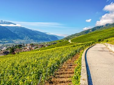 Kurvenreicher Radweg durch grüne Weinberge bei Sierre, Schweiz, mit Bergen im Hintergrund und einem Dorf im Tal.