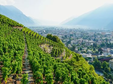 Terrassierte Weinberge an einem Hang mit Blick auf Martigny, Schweiz. Die Stadt liegt in einem Tal, umgeben von Bergen unter diesigem Himmel.