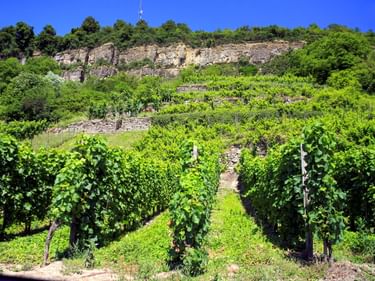 Terrassierter Weinberg mit grünen Rebstöcken an einem steilen Hang an der Mosel. Steinmauern stützen die Terrassen, darüber Felsenklippen.