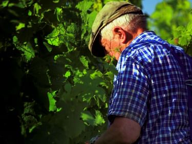 Älterer Winzer in blau kariertem Hemd und Mütze arbeitet zwischen üppigen grünen Weinreben unter blauem Himmel in der Moselregion.