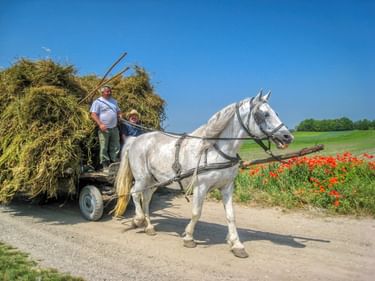 Zwei Bauern auf einem mit Heu beladenen Wagen, gezogen von einem weißen Pferd auf einer Landstraße. Rote Mohnblumen blühen am Wegrand.
