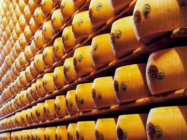 Reihen von Parmigiano Reggiano Käselaiben mit Markenstempeln, die auf Holzregalen in Italien reifen und traditionelle Käseherstellung zeigen.