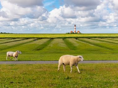 Zwei Schafe grasen auf grüner Wiese mit Leuchtturm Westerhever im Hintergrund. Rot-weiß gestreifter Leuchtturm in flacher Küstenlandschaft unter bewölktem Himmel.