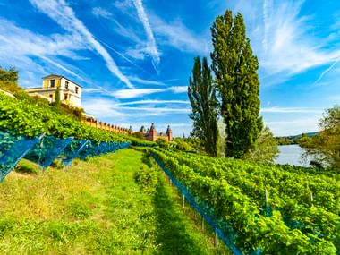 Pompejanum-Villa auf einem Hügel mit grünen Weinbergen in Aschaffenburg. Hohe Zypresse und Main unter blauem Himmel mit weißen Wolken.