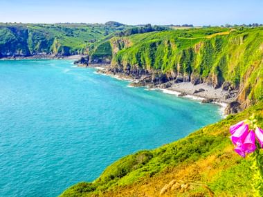 Steile grüne Klippen bei Paimpol in der Bretagne mit Blick auf türkisfarbenes Küstenwasser. Eine rosa Fingerhutblüte im Vordergrund.