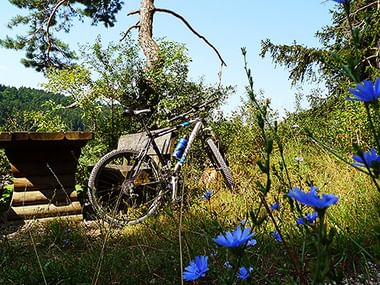 Fahrrad neben Holzbank mit blauen Kornblumen im Vordergrund, umgeben von Bäumen und grünen Hügeln im Naturpark Altmühltal.