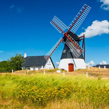 Weiße und schwarze Windmühle mit rot gespitzten Flügeln auf Mandø, umgeben von gelben Wildblumen und Gras unter blauem Himmel.