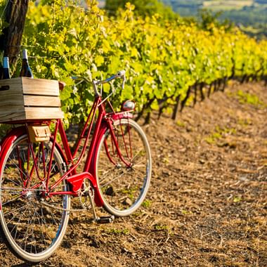 Rotes Fahrrad mit Holzkiste auf dem Gepäckträger neben Weinreben in sonnigem elsässischen Weinberg mit sanften Hügeln im Hintergrund.