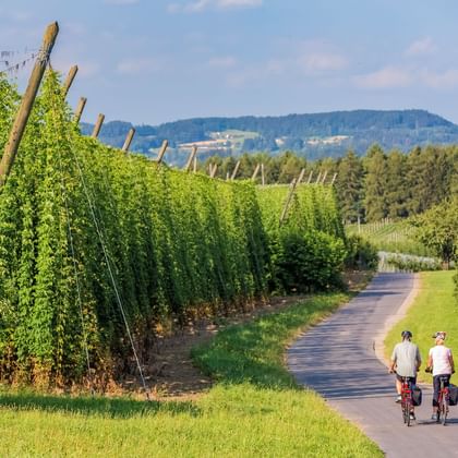 Zwei Radfahrer auf einem asphaltierten Weg durch grüne Hopfenfelder bei Landshut, Bayern. Hohe Hopfenpflanzen wachsen an Holzstangen, Hügel im Hintergrund.