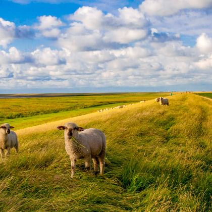 Rot-gelb gestreifter Pilsum Leuchtturm auf einem Deich am Nordsee-Radweg. Schafe grasen auf grünem Gras unter blauem Himmel mit weißen Wolken.
