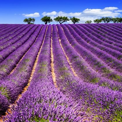 Reihen von blühendem violettem Lavendel erstrecken sich über Felder in der Provence unter blauem Himmel. Eine Baumreihe steht am Horizont.