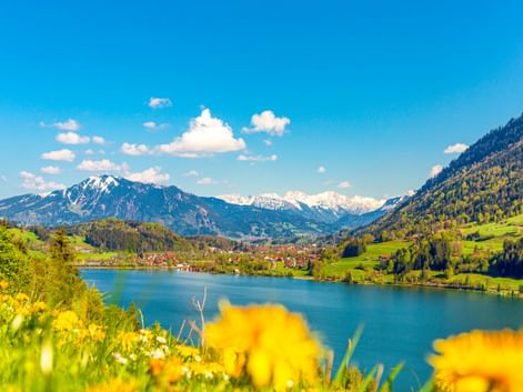 Großer Alpsee mit gelben Wildblumen im Vordergrund, umgeben von grünen Hügeln und schneebedeckten Alpengipfeln unter blauem Himmel.