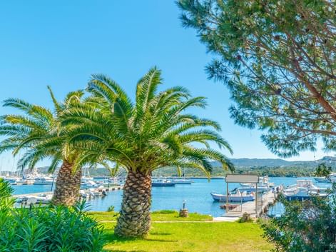 Hafen in Cannigione mit Booten und Holzstegen, eingerahmt von Palmen und mediterraner Vegetation. Hügel im Hintergrund unter blauem Himmel.