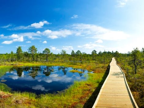 Holzsteg durch Feuchtgebiet im Lahemaa-Nationalpark mit Teich, Moos und Kiefern unter blauem Himmel mit weißen Wolken.