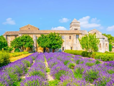 Reihen von blühendem lila Lavendel im Vordergrund mit einer historischen Steinkirche und Glockenturm hinter grünen Bäumen unter blauem Himmel in St-Rémy.