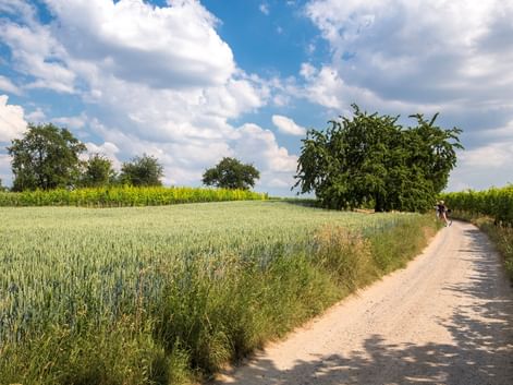 Radfahrer auf Schotterweg zwischen grünem Getreidefeld und Weinberg unter blauem Himmel mit weißen Wolken bei Schwäbisch Hall am Neckar.