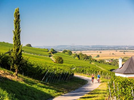 Zwei Radfahrer auf asphaltiertem Weg durch grüne Weinberge bei Müllheim. Hügelige Landschaft mit Reben, Zypresse und fernen Bergen unter klarem Himmel.