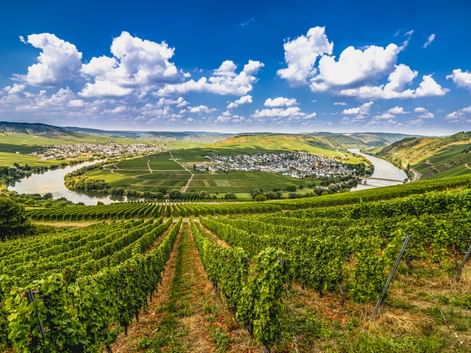 Weinbergreihen im Vordergrund mit Trittenheim an einer Hufeisenschleife der Mosel, umgeben von grünen Hügeln unter blauem Himmel.