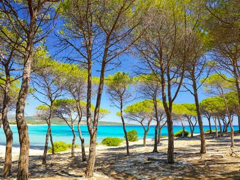 Pinien mit grünen Kronen säumen einen Sandstrand neben türkisfarbenem Mittelmeer unter strahlend blauem Himmel in Frankreich.