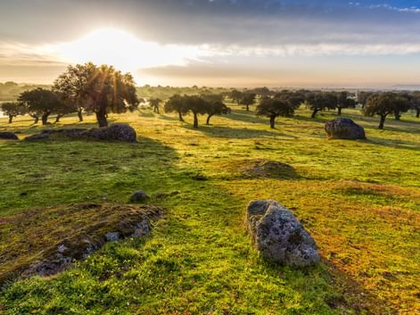 Grüne Wiese mit verstreuten Felsen und Olivenbäumen bei Sonnenaufgang nahe Arroyo de la Luz. Goldenes Sonnenlicht beleuchtet die Landschaft.