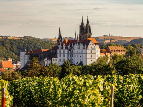Blick auf die Albrechtsburg und den Meißner Dom über der Stadt, mit grünen Weinbergen im Vordergrund und sanften Hügeln im Hintergrund.