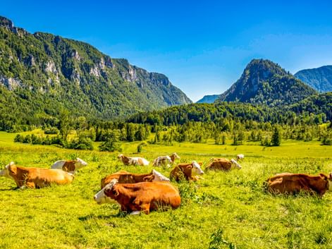 Braune und weiße Kühe ruhen auf einer grünen Wiese bei Inzell, mit bewaldeten Bergen und blauem Himmel im Hintergrund.