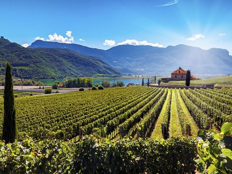 Reihen grüner Weinreben im Vordergrund mit Kalterer See und Bergen im Hintergrund. Eine Kirche und eine Zypresse sind zwischen den Weinbergen sichtbar.