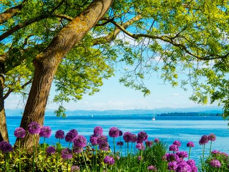 Lila Zierlauchblüten unter einem großen Baum am Bodensee. Blaues Wasser mit Segelbooten und ferner Uferlinie im Hintergrund.